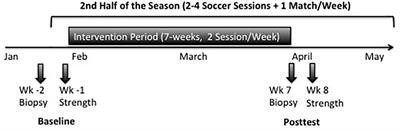 Superimposed Whole-Body Electrostimulation Augments Strength Adaptations and Type II Myofiber Growth in Soccer Players During a Competitive Season